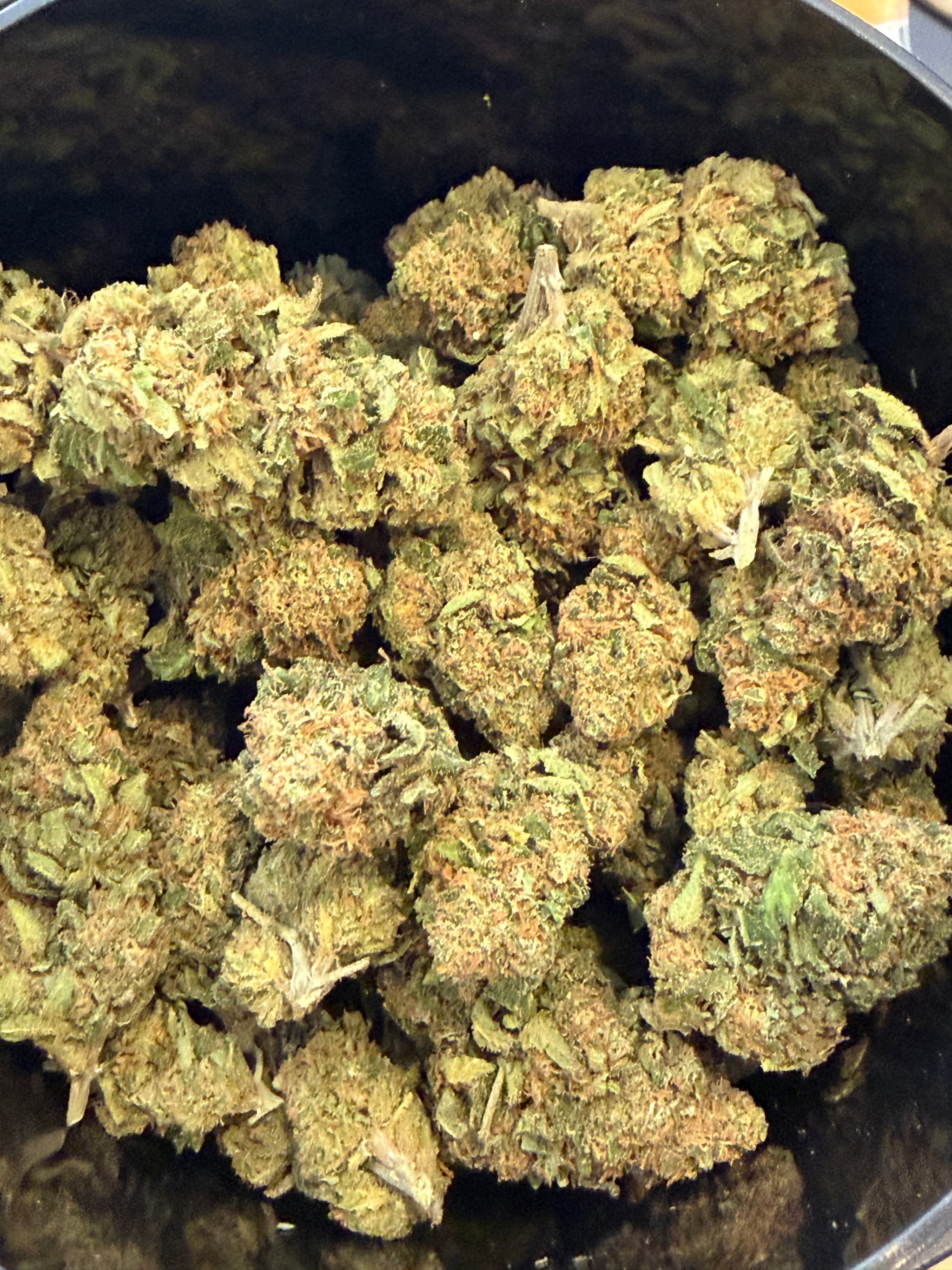 Mango CBD greenhouse 