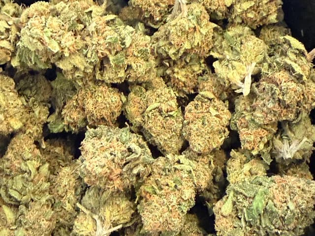 Mango CBD greenhouse