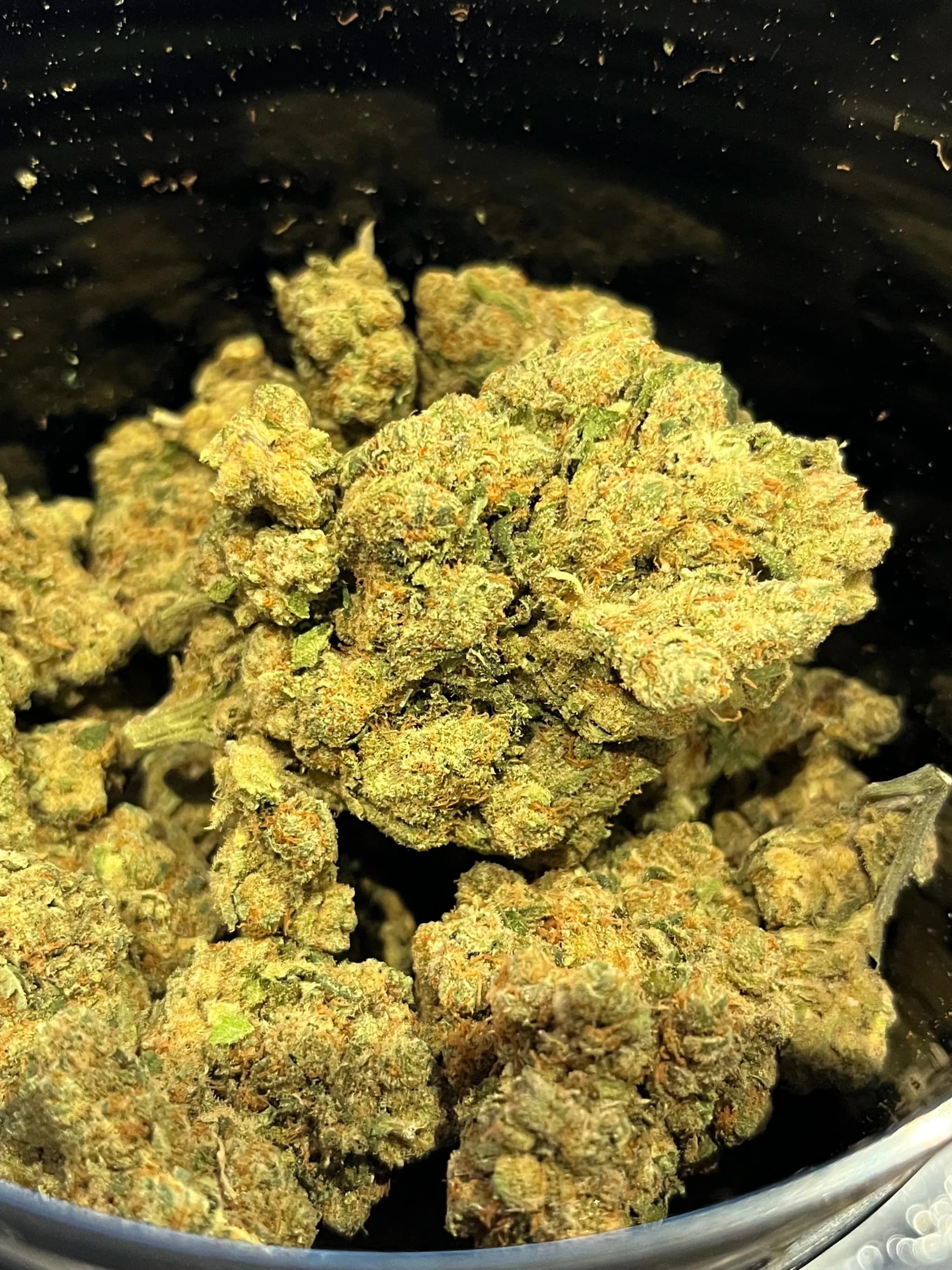 Amnesia Gold Indoor