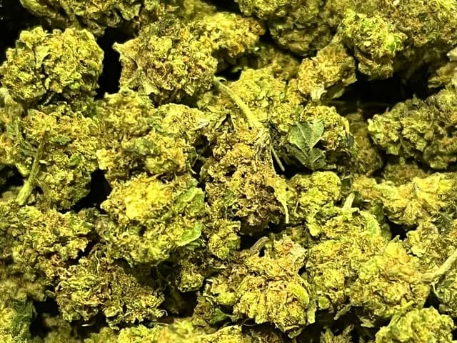 Mini Buds CBD Françaises Greenhouse